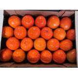 Kaki Rojo Brillante Stk