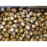 Steinchampignons, lose