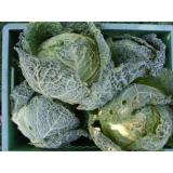 Wirsing, Preis pro kg