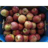 Apfel "Gala"