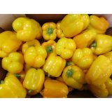 Paprika gelb