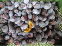 Zwetschgen/ Bauernpflaumen