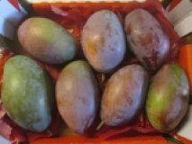 Mangos Sorte "Osteen"