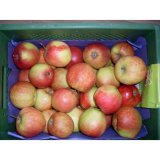 Apfel "Elstar"