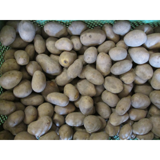 Speisekartoffeln "Talent" mehlig