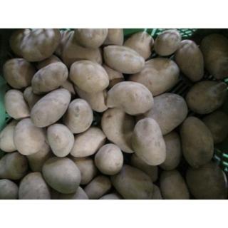 Speisekartoffeln "Linda"  festk.