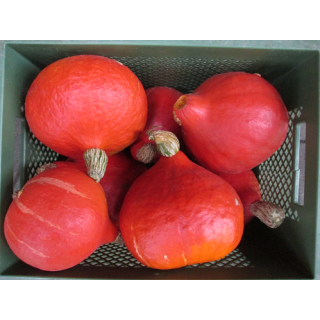 Hokkaidokürbis,orange