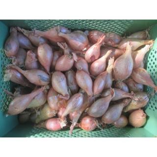 Schalotten, lose