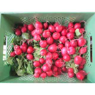 Radieschen, regional