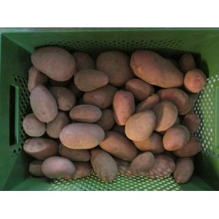 Speisekartoffeln "Rosara"  vorwiegend festkochend