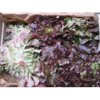 Roter Eichblattsalat