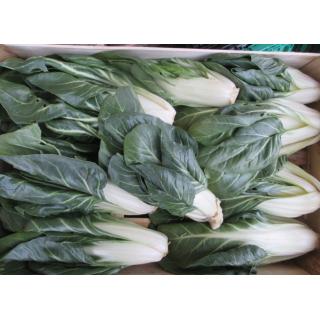 Mangold, grün - kleine Stauden