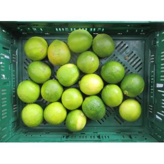 Bio Limetten