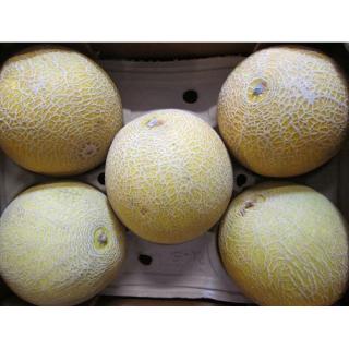 Melone Galia, ganz