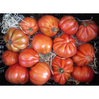 Fleischtomaten Ochsenherz