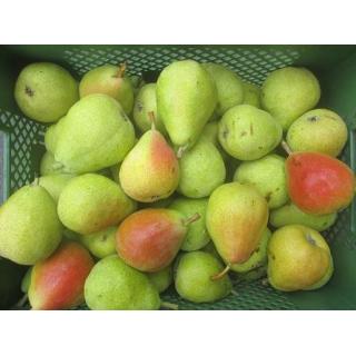 Birne "Guyot"