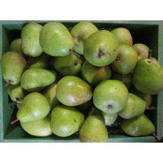 Birne Alexander Lucas