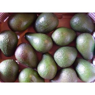 Avocado Hass, groß