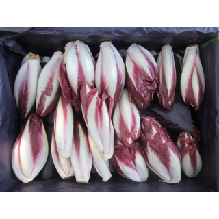 Roter Chicoree, lose