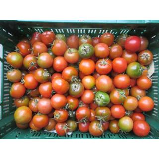 Tomaten Camoro