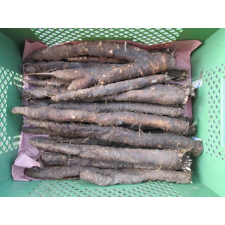 Schwarzwurzeln, lose