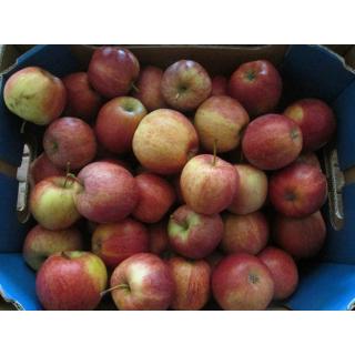Apfel "Gala"