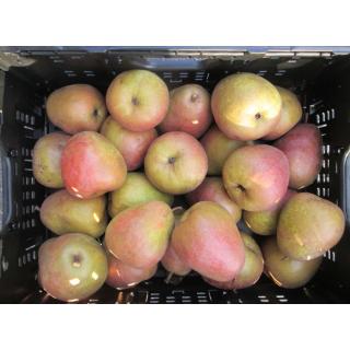 Birne "Gräfin Gepa"