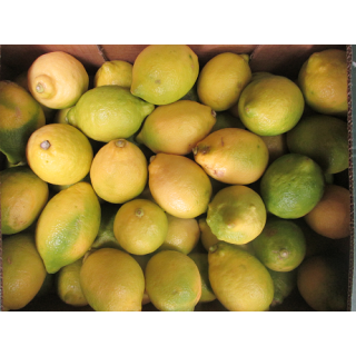 Bio Zitronen, gelb