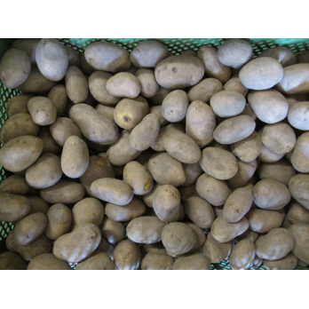 Speisekartoffeln "Talent" mehlig