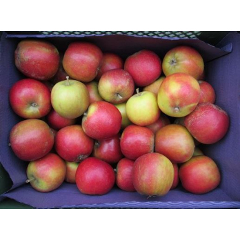 Apfel Holsteiner Cox