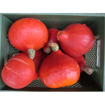 Hokkaidokürbis,orange