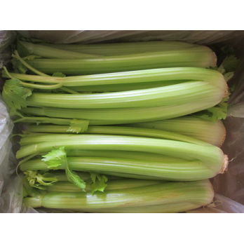 Stangensellerie, lose