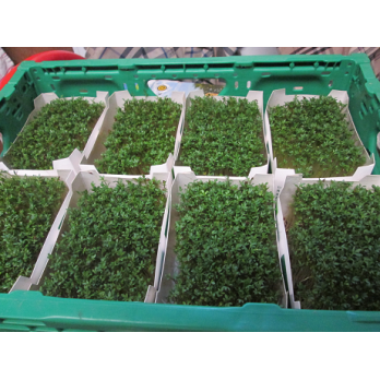 Kresse im Schälchen