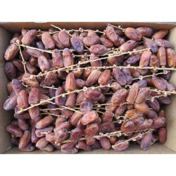 DEMETER-Datteln am Zweig Deglet Nour