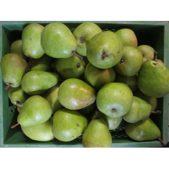 Birne Alexander Lucas