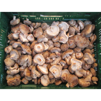 Shiitake-Pilze, lose