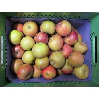 Apfel "Roter Boskoop"